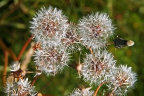 蒲公英的桌面图片